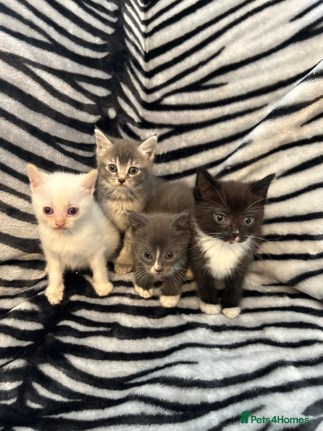 Mixed Breed cats for sale: 4 Stunning Siamese Mixed Kittens Available  - Advert 2