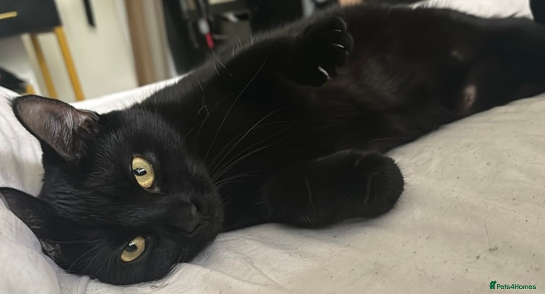 British Shorthair cats for sale: Loving lap cat for rehoming (Reupload)  - Advert 2