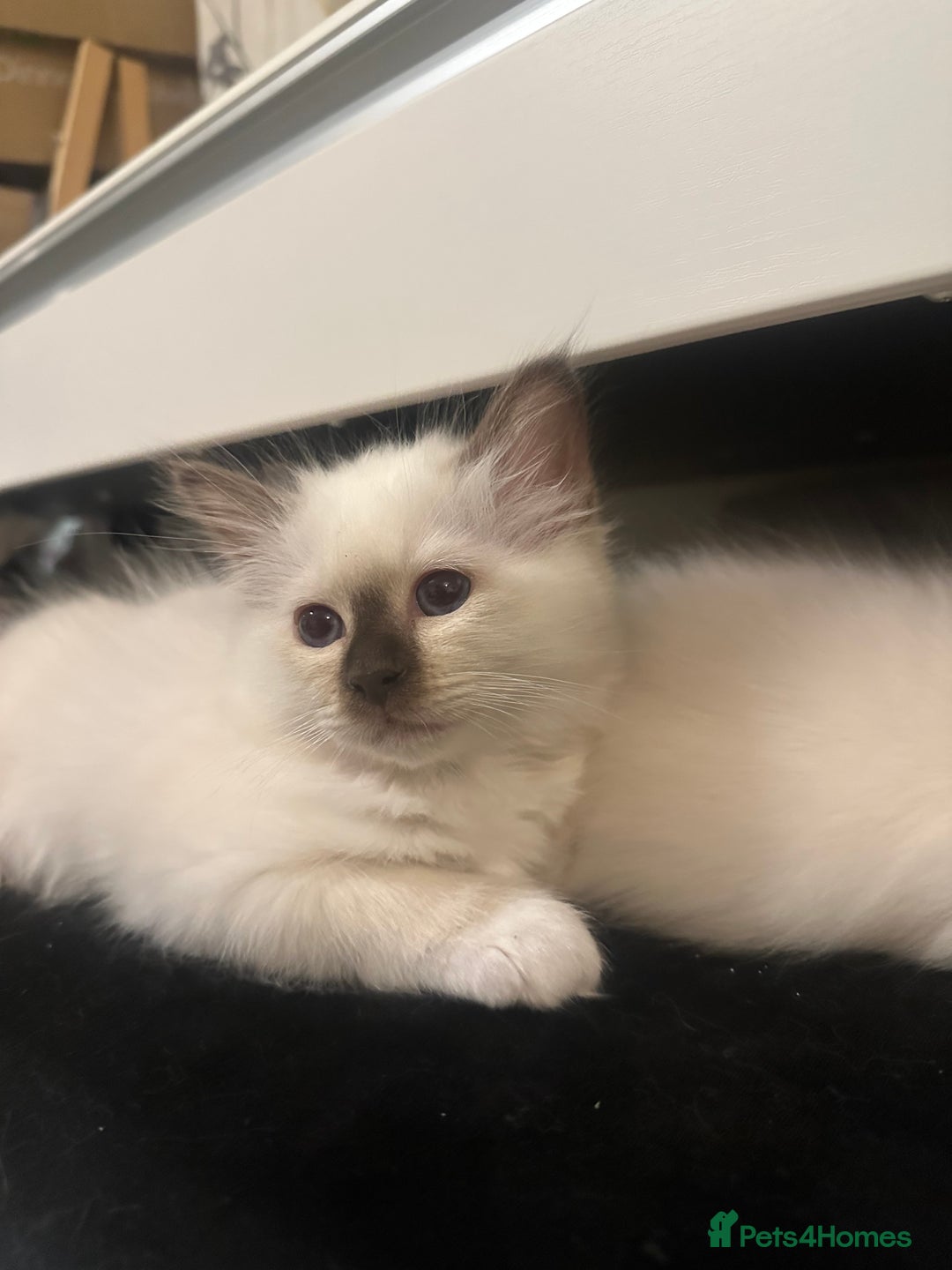 Birman cats for sale: Lovely Birman kittens  - Image 17