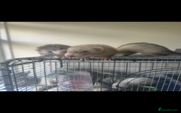 Ferret rodents for sale: Different ferret kits available  - Image 18
