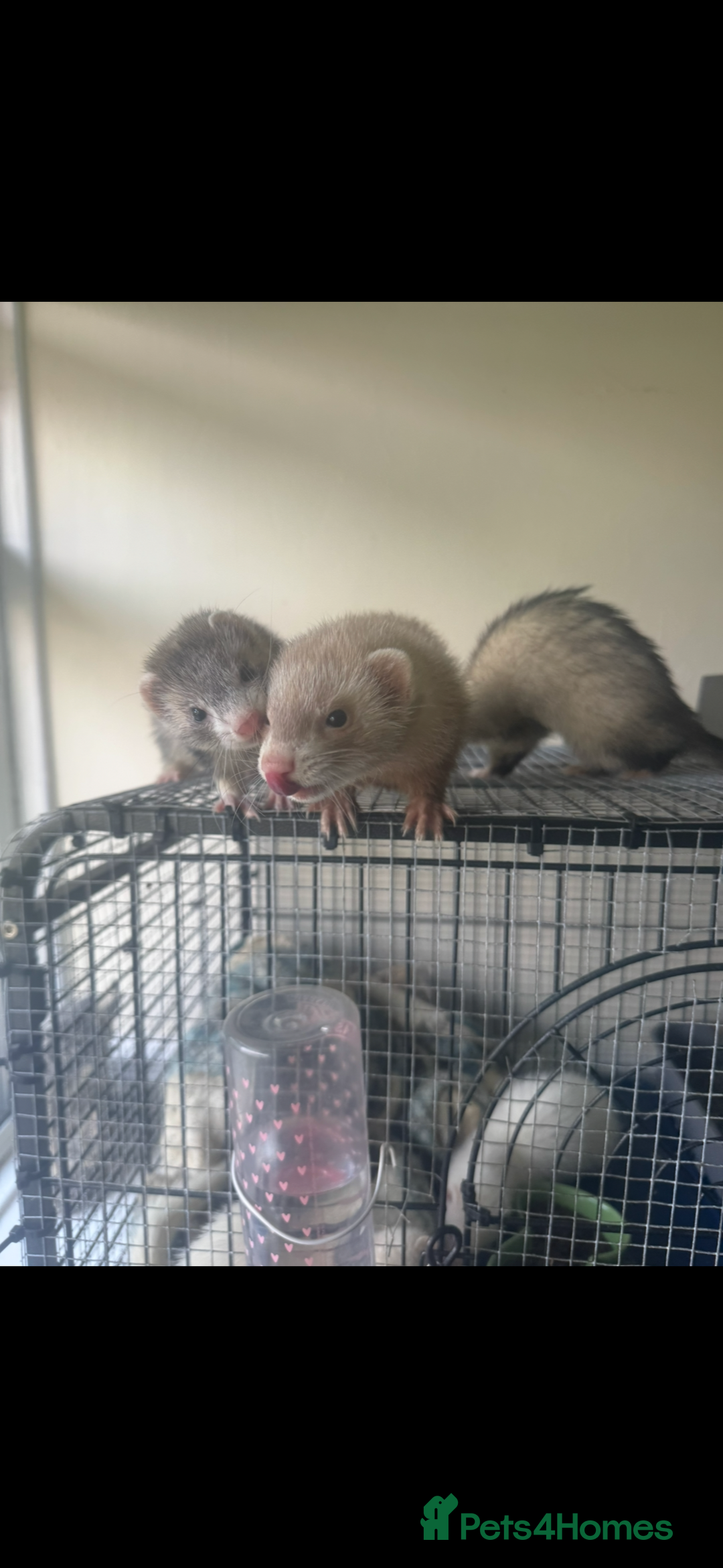 Ferret rodents for sale: Different ferret kits available  - Image 18