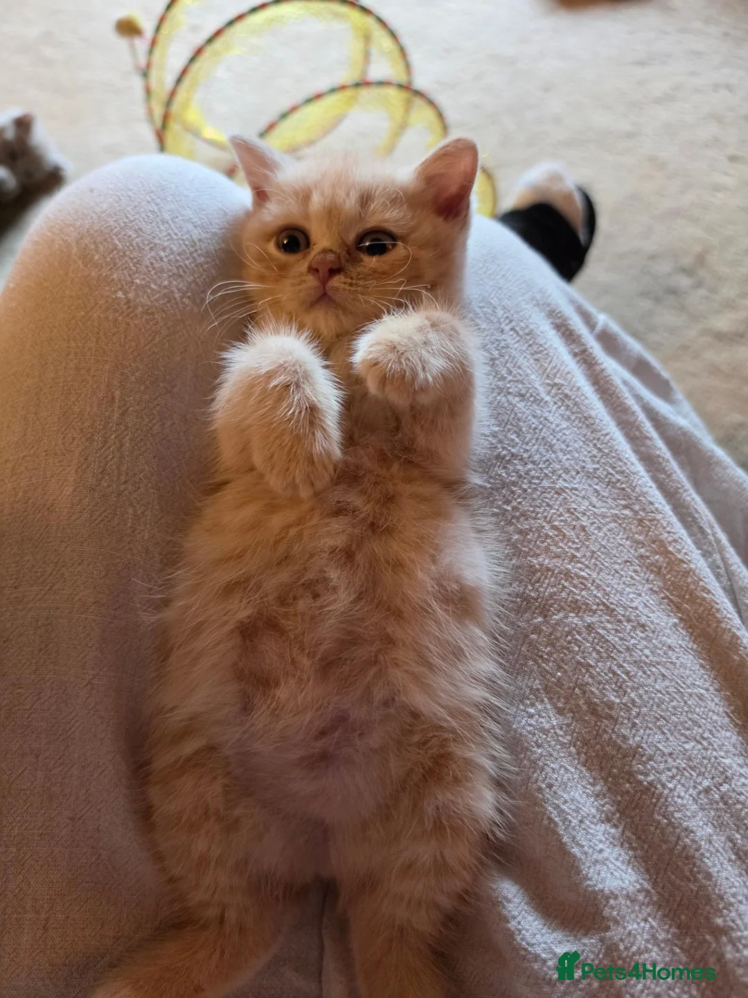 British Shorthair cats for sale: Cream British Shorthair  - Advert 2