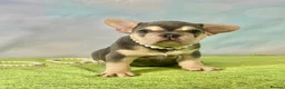 French Bulldog dogs for sale: Beautiful French Bulldog puppies! - Advert 12