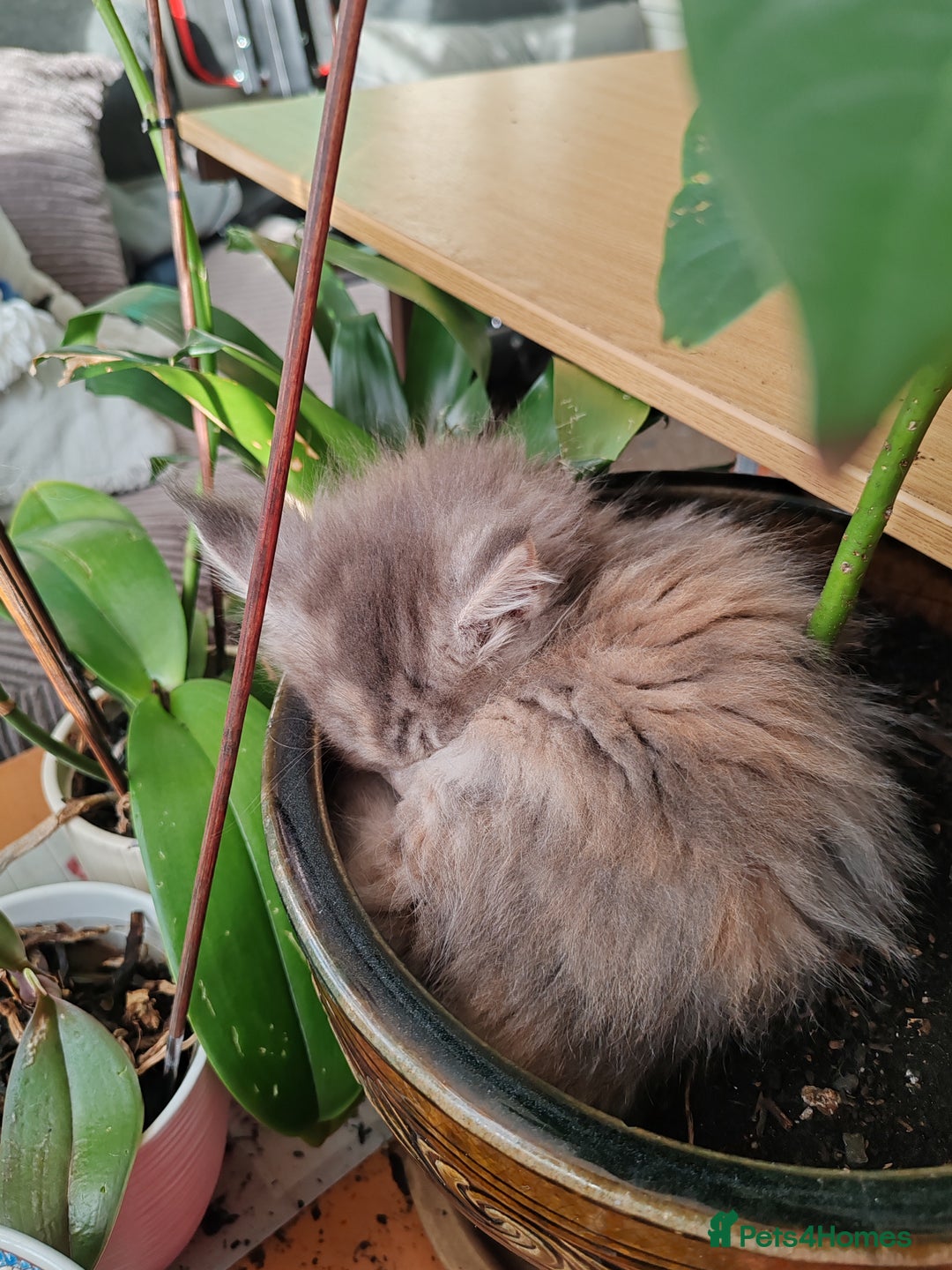 Maine Coon cats for sale: V. Vilma  - Advert 9