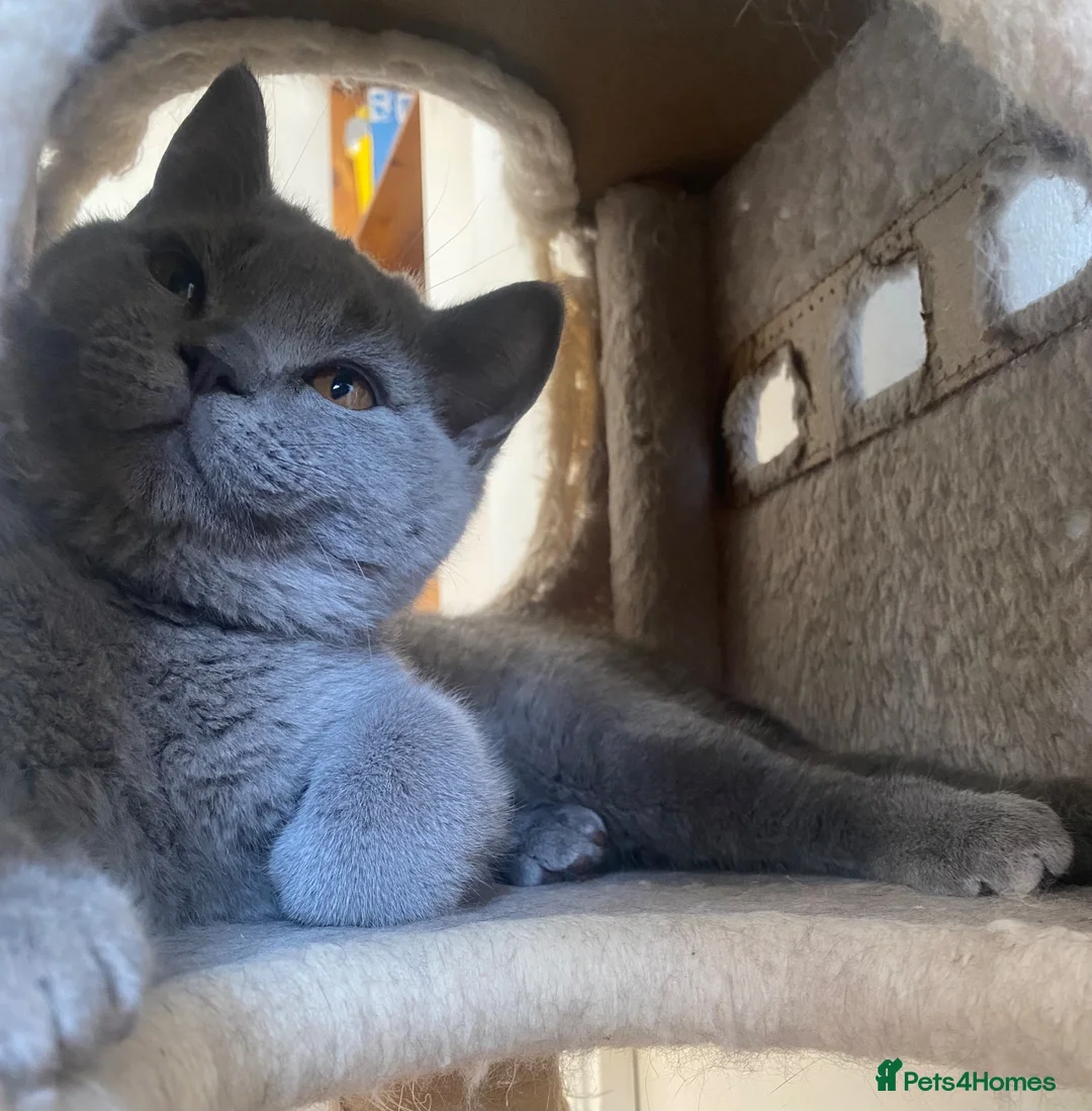 British Shorthair cats for sale: Championship line GCCF British Shorthair Kittens - Advert 2