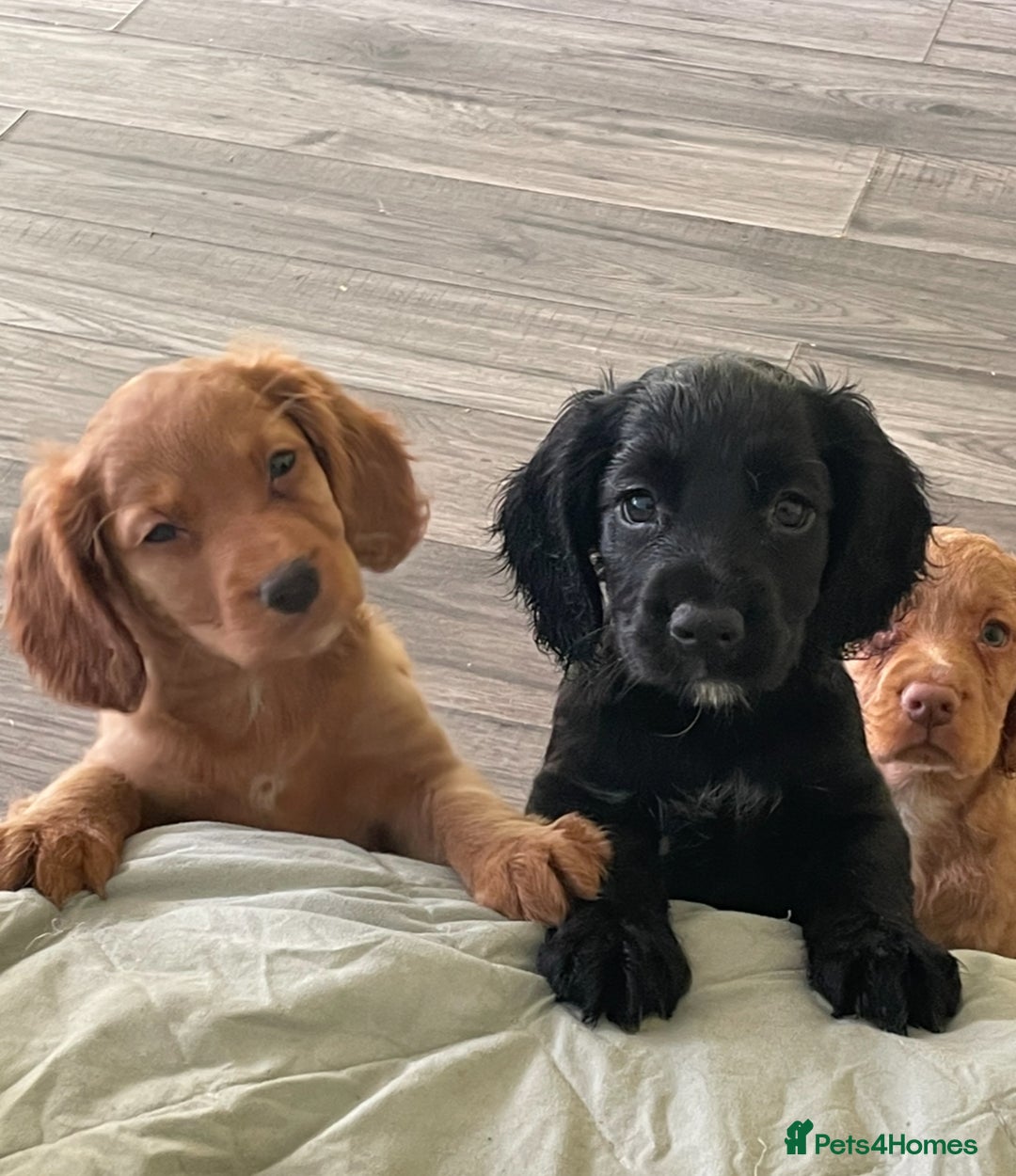 Cocker Spaniel dogs for sale: Cocker Spaniel puppies kennel club registered - Advert 1