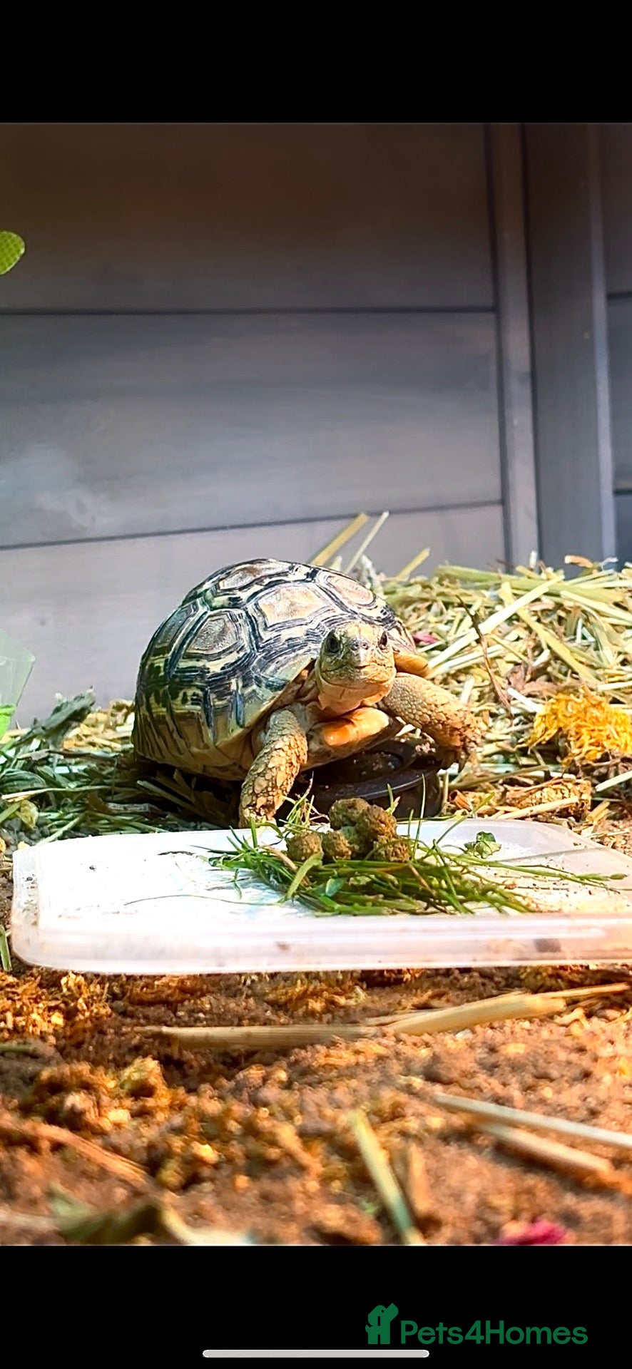 Tortoise reptiles Leopard Tortoise - Advert 4