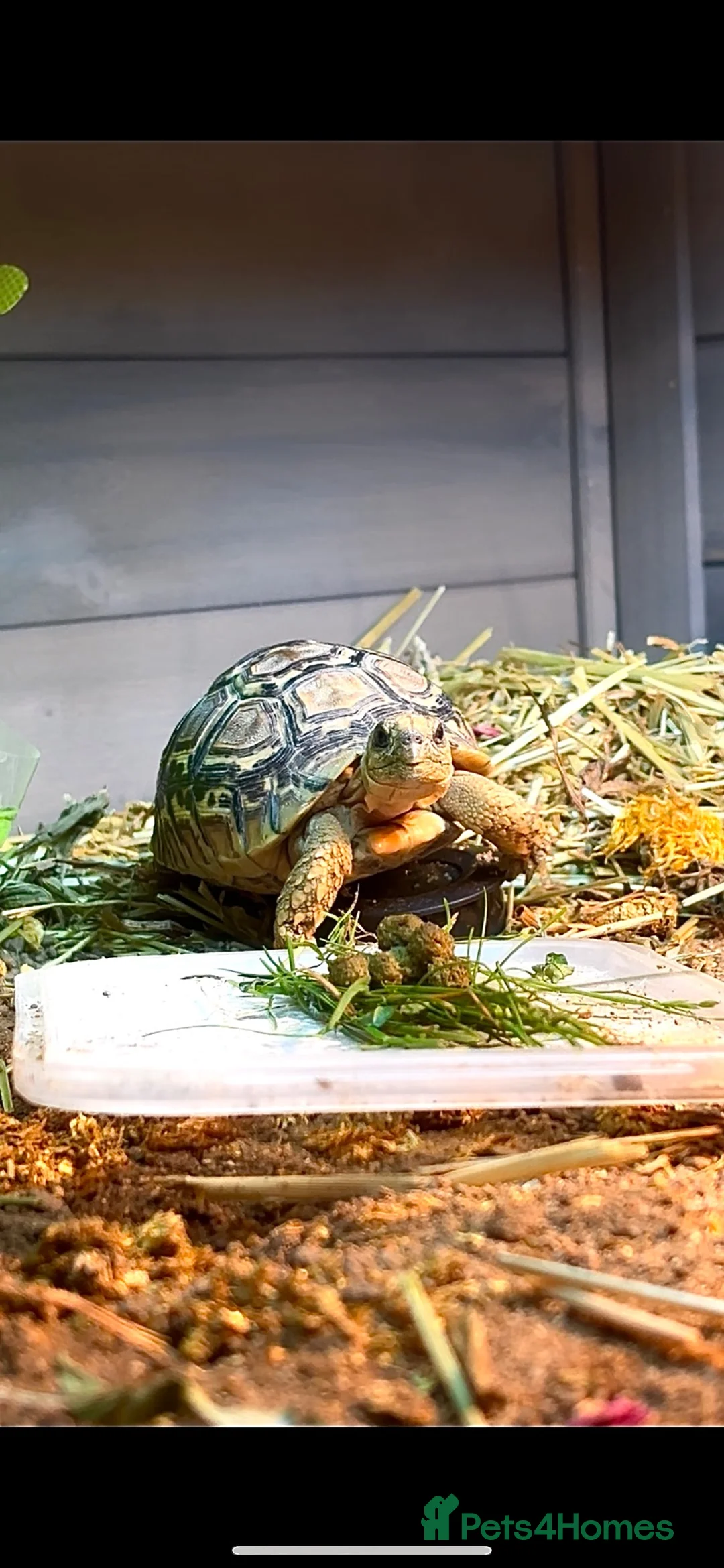 Tortoise reptiles for sale: Leopard Tortoise in Birmingham - Advert 1