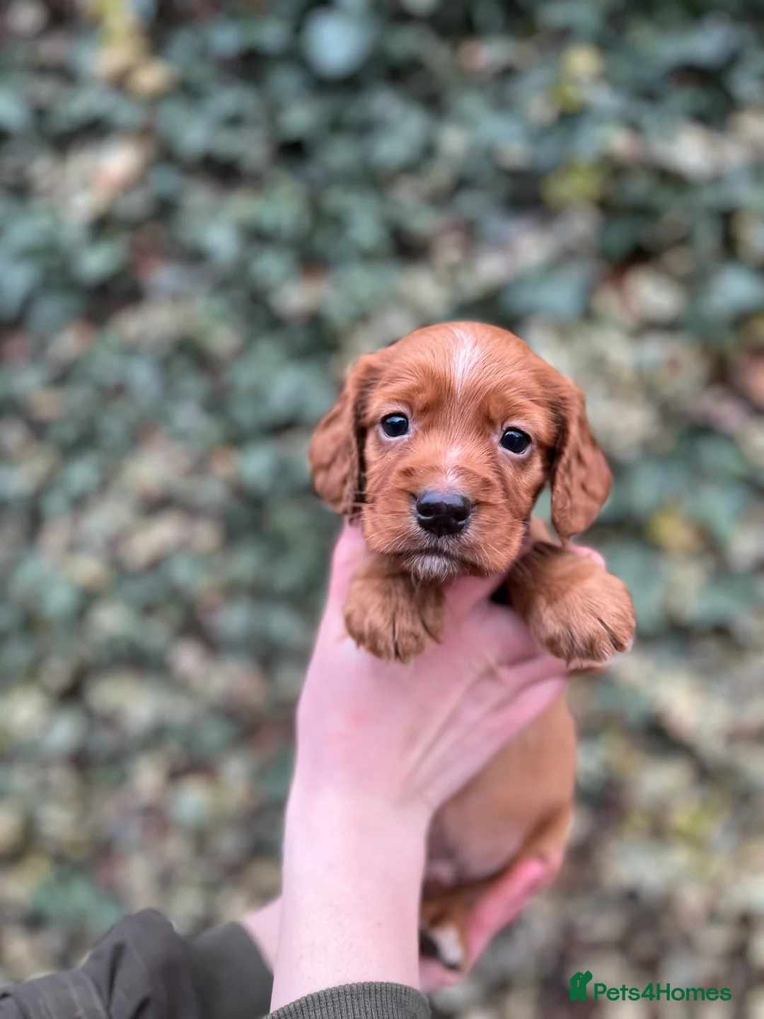 Cocker Spaniel dogs for sale: Kc Fox red, working cocker spaniels pups - Advert 2