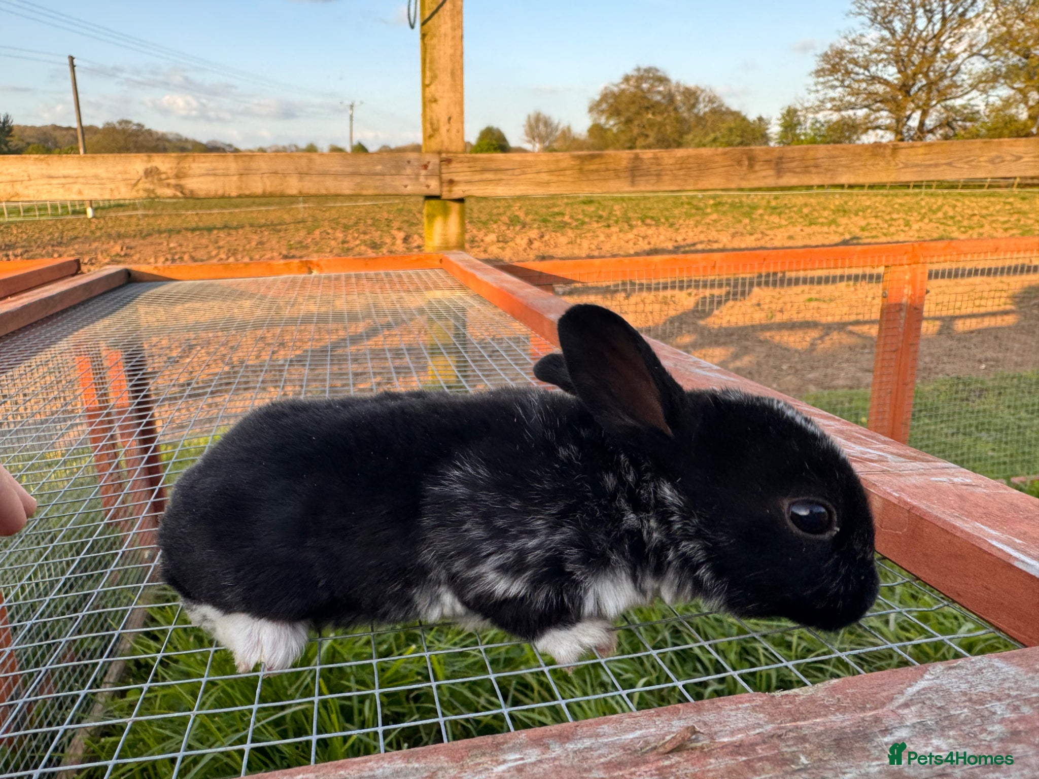 Rex rabbits ONLY 4 DOES LEFT ! Pedigree Mini Rex  - Advert 1