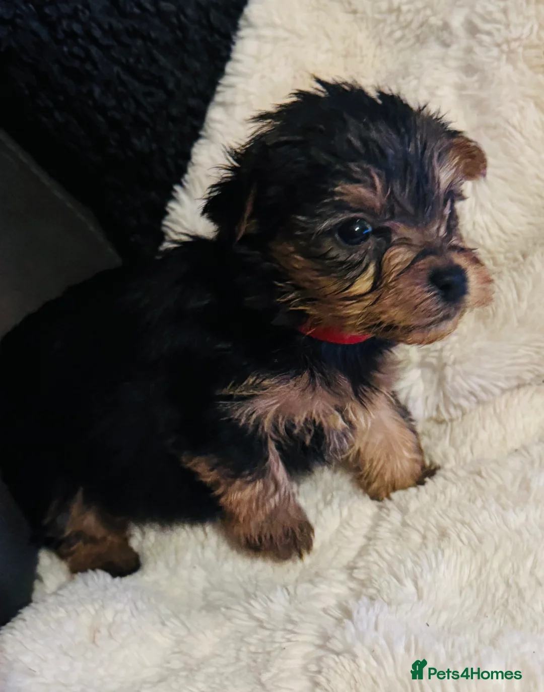 Yorkshire Terrier dogs for sale: Yorkshire Terrier Pup - Male - Advert 4