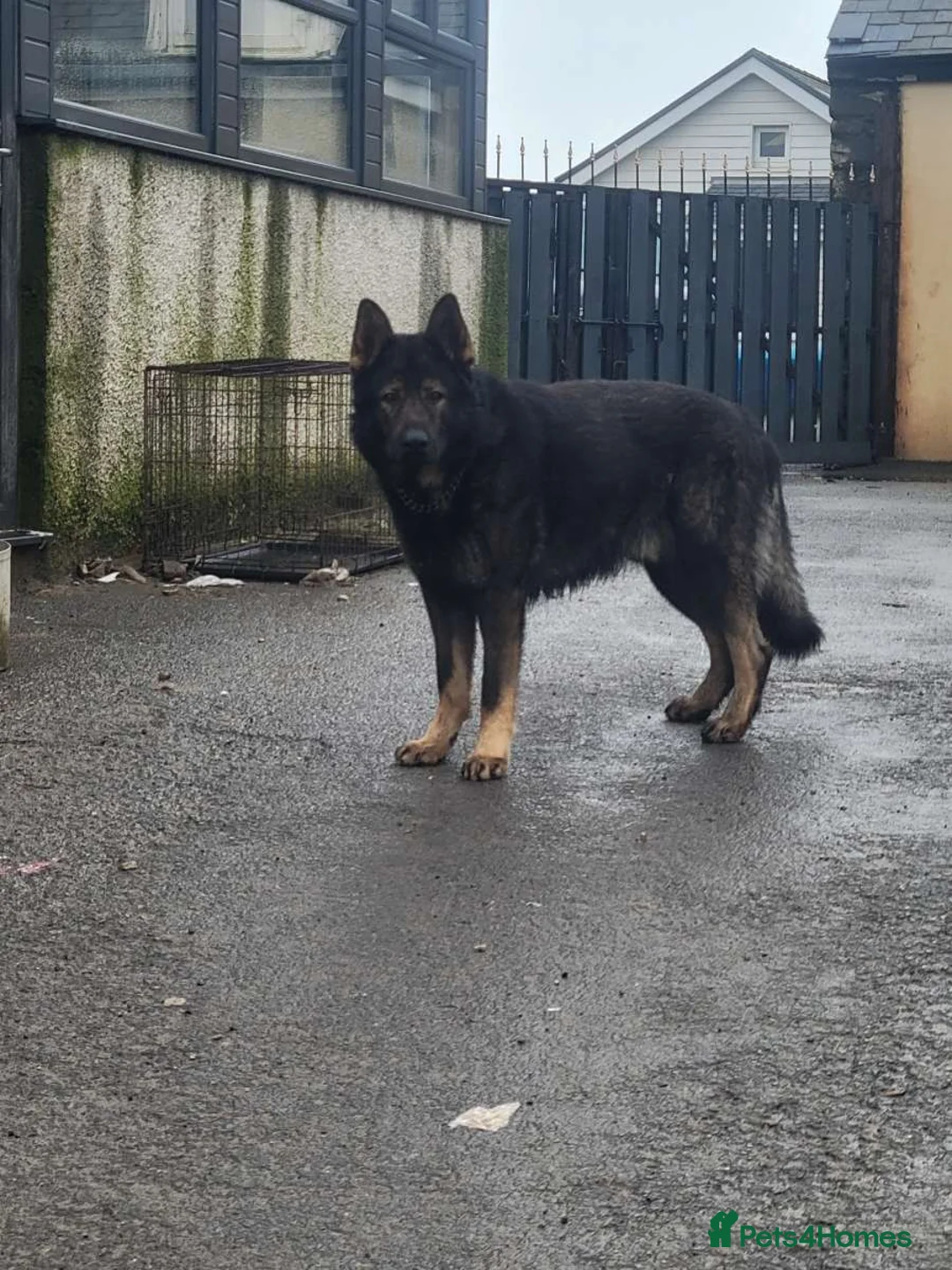 Belgian Shepherd Dog dogs for sale: Belgian malinois cross Czech Shepherd  - Advert 1