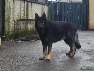 Belgian Shepherd Dog dogs Belgian malinois cross Czech Shepherd - Advert 7