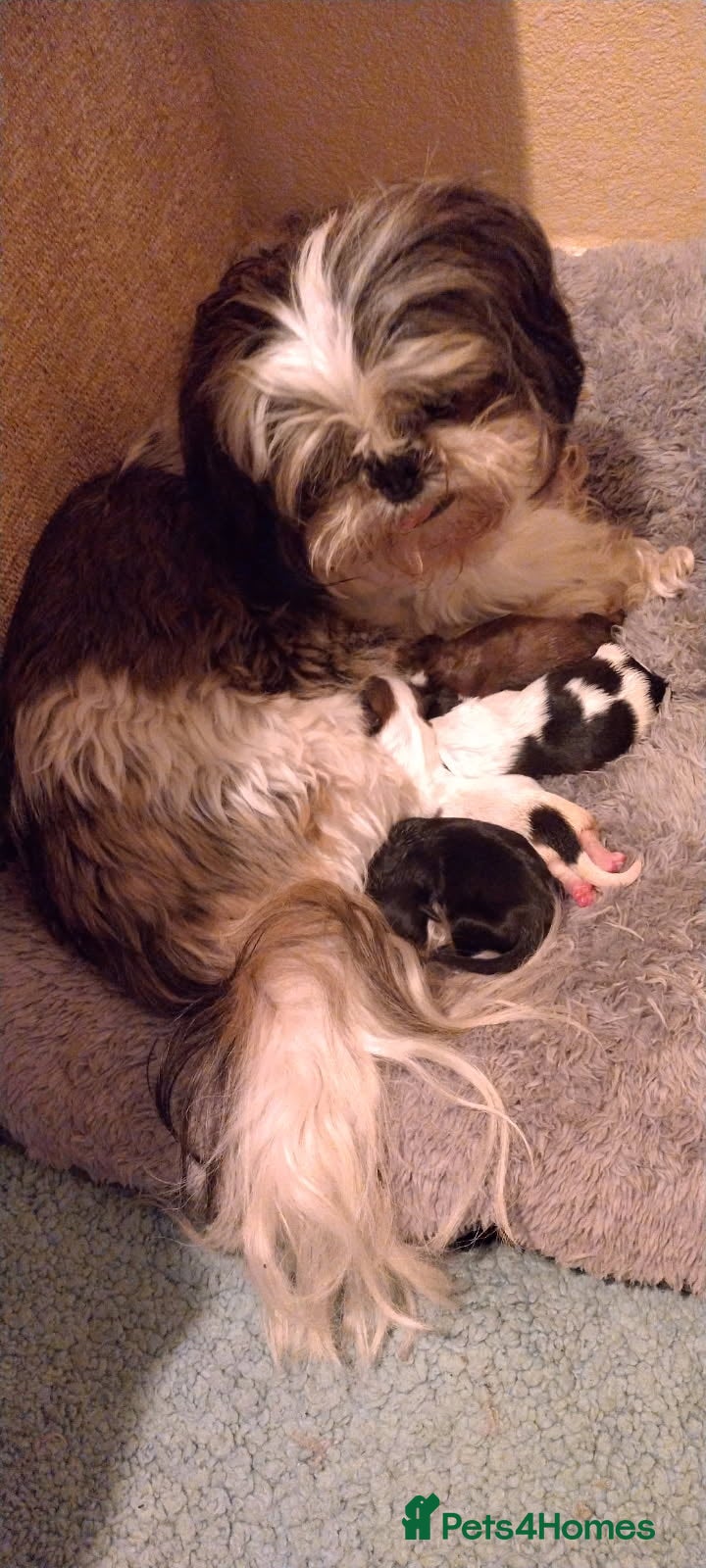 Shih Tzu dogs 2 female shih tzu puppies left - Advert 3