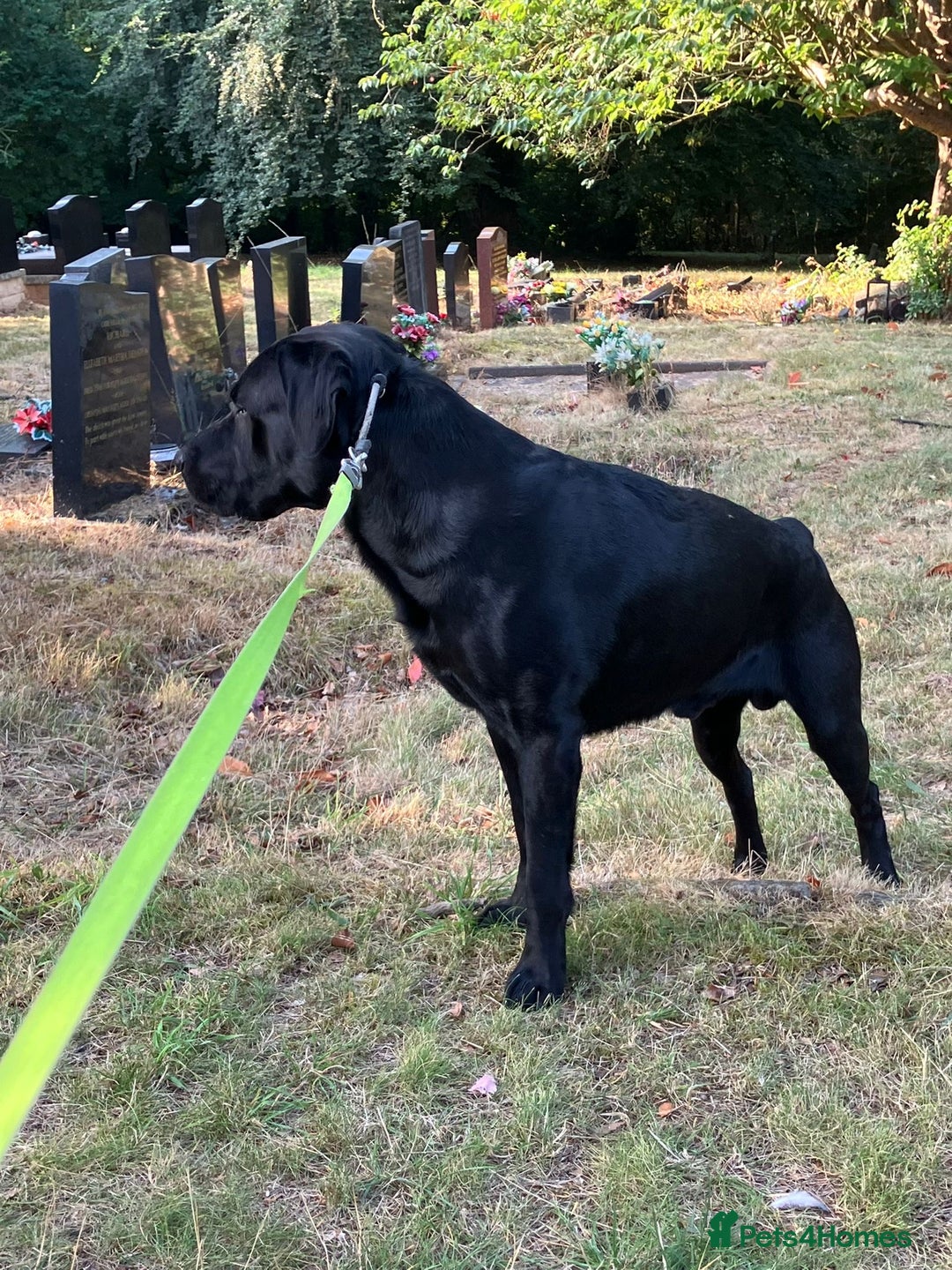 Labrador Retriever dogs for stud: Kenzduo Blackout (Tyson) - Advert 12