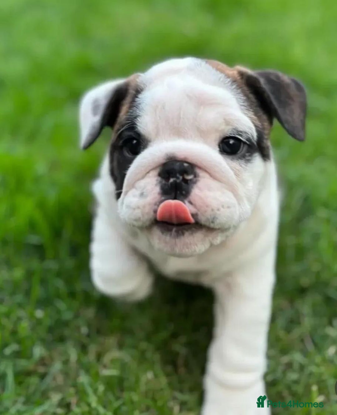 English Bulldog dogs for sale: Purebred English Bulldog puppies (3 girls-2 boys) - Advert 3