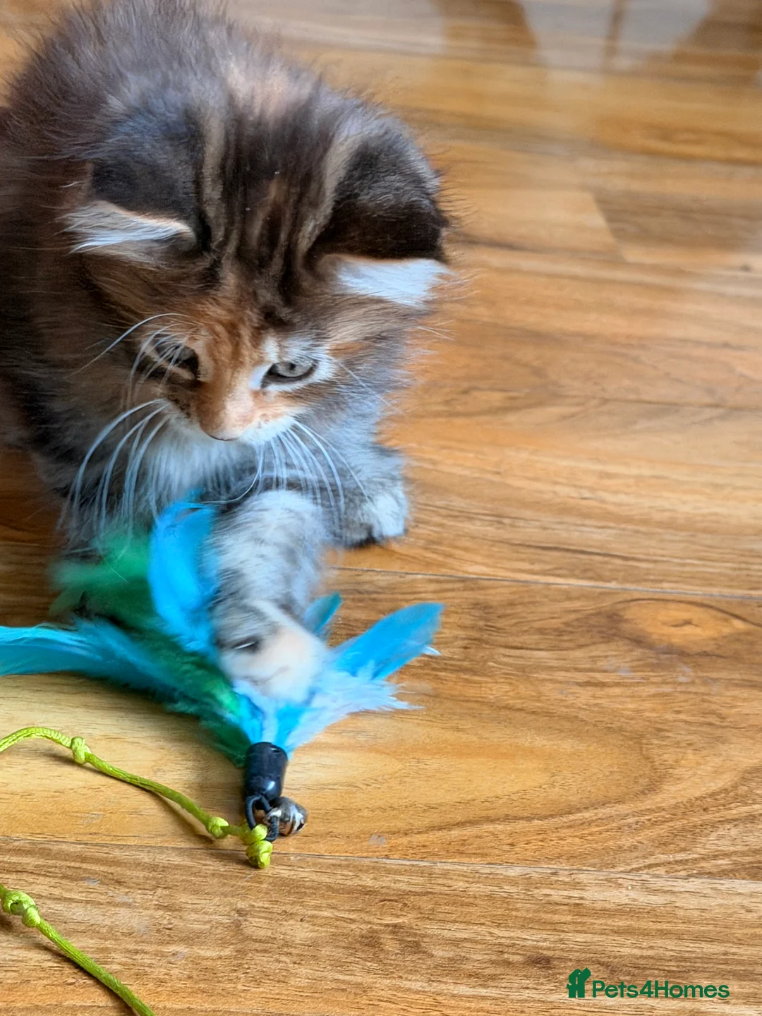 Maine Coon cats for sale: Maine coon kittens - Advert 5