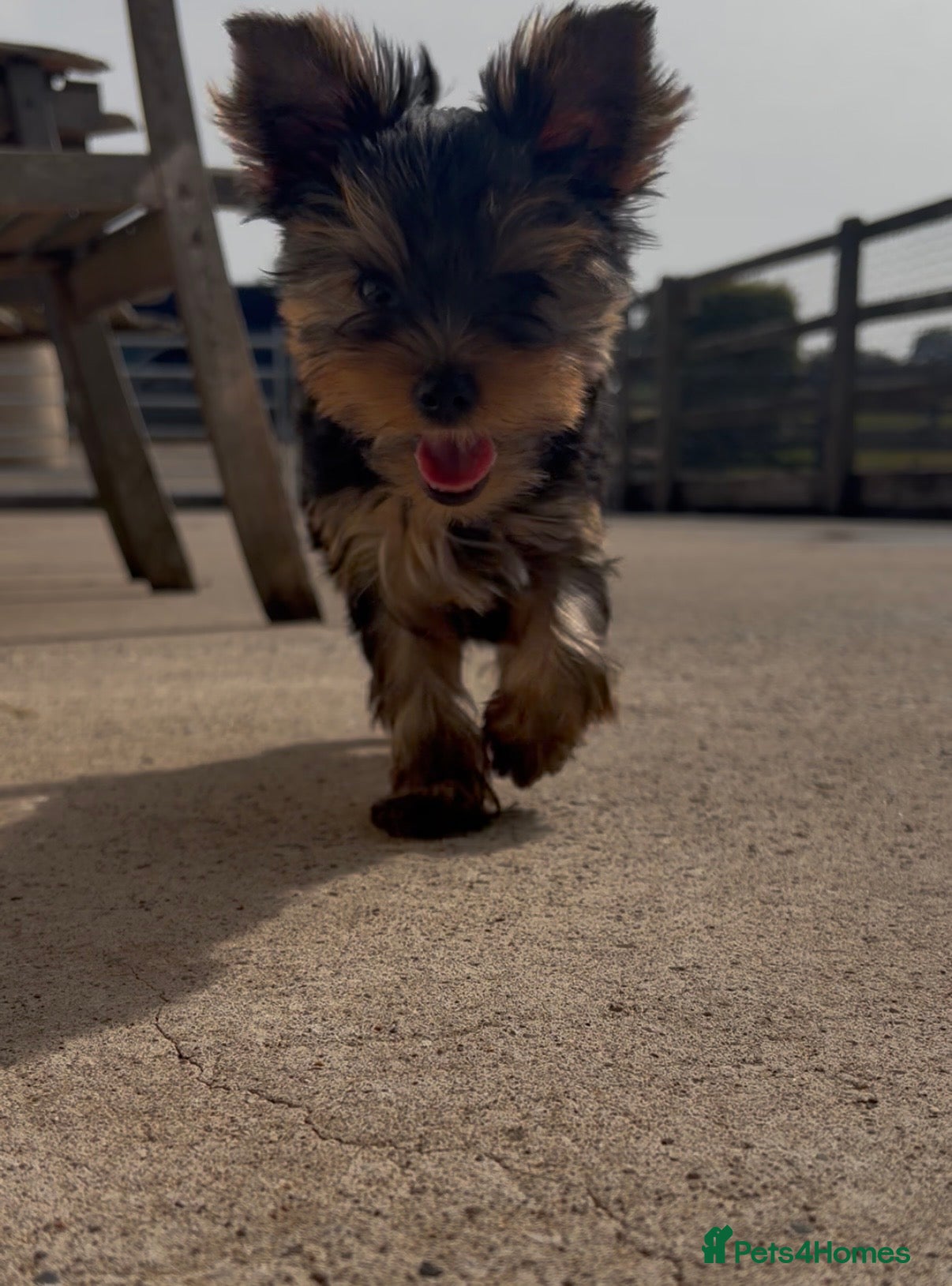 Yorkshire Terrier dogs Top Quaility Yorkshire Terrier Puppies KC Reg - Advert 1