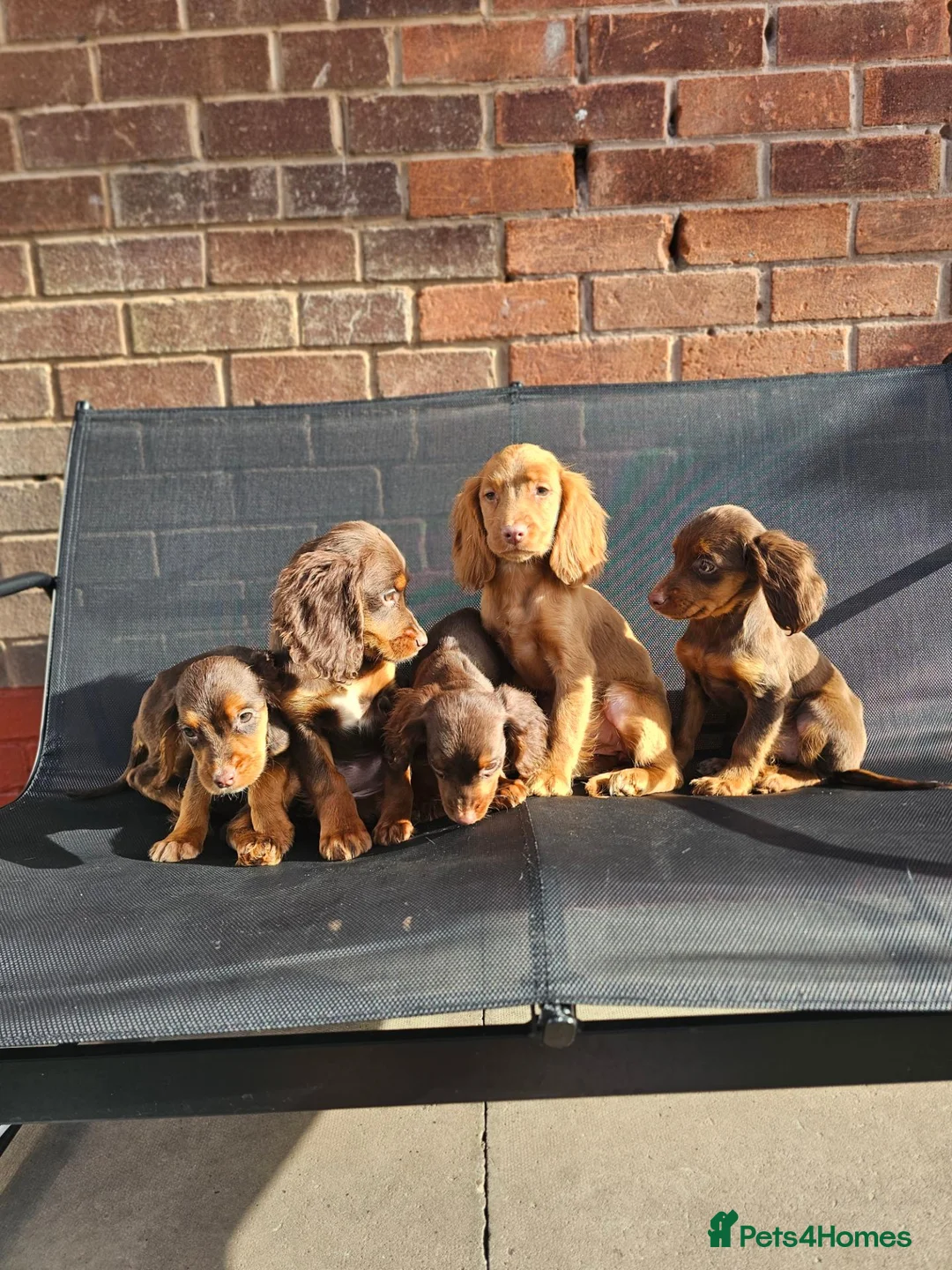Cocker Spaniel dogs for sale: 6 beautiful working cocker spaniel puppys - Advert 9