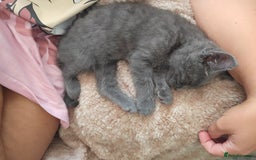 Mixed Breed cats for sale: Beautiful boy - Image 7