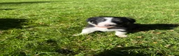 Border Collie dogs for sale: Border Collie Puppies from Working Stock in Carnforth - Advert 14