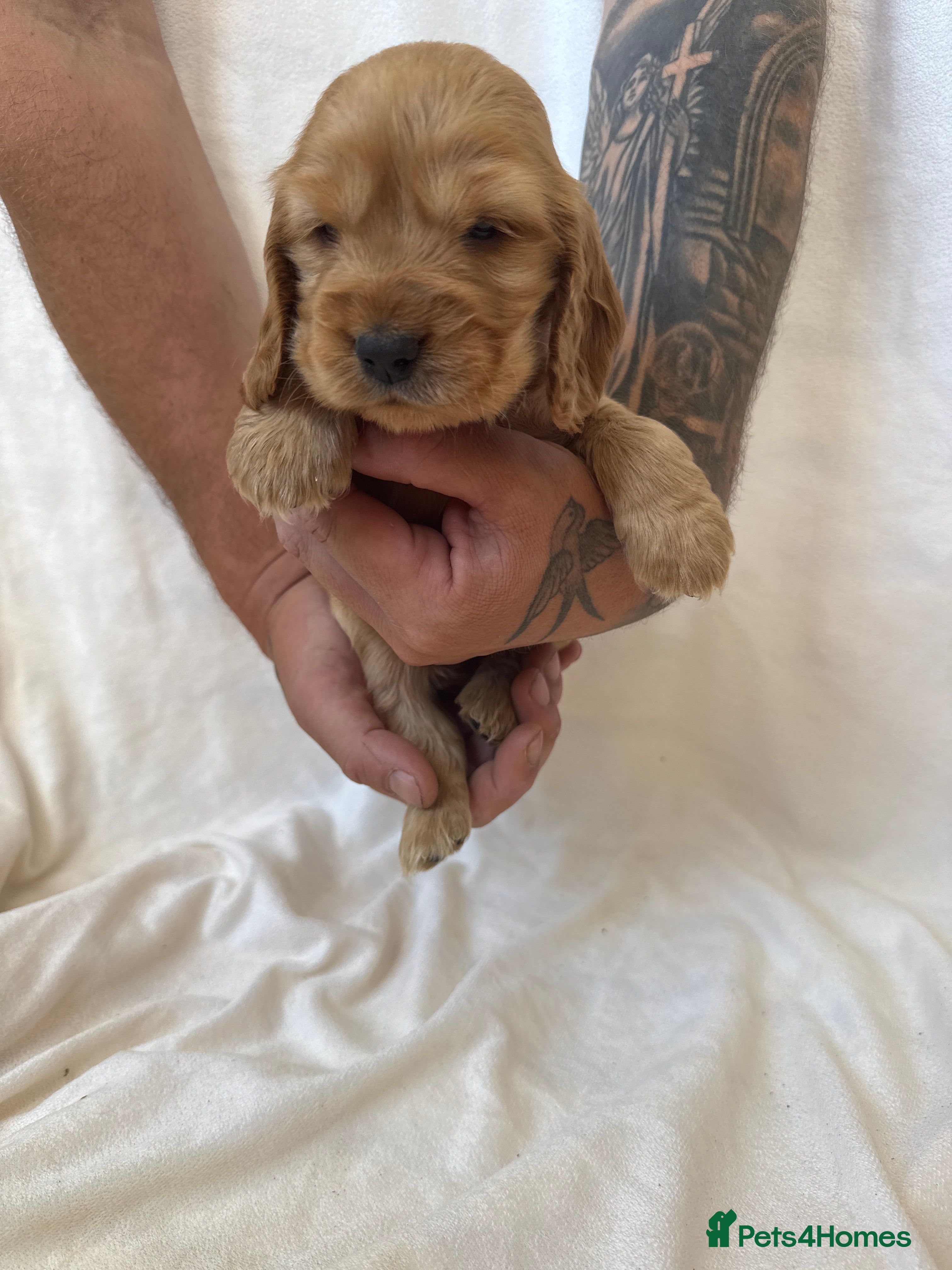 Cocker Spaniel dogs Fully heath tested Kc registered cocker spaniels - Advert 2
