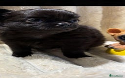 Chihuahua dogs for sale: Pure Breed Chihuahua  - Image 17