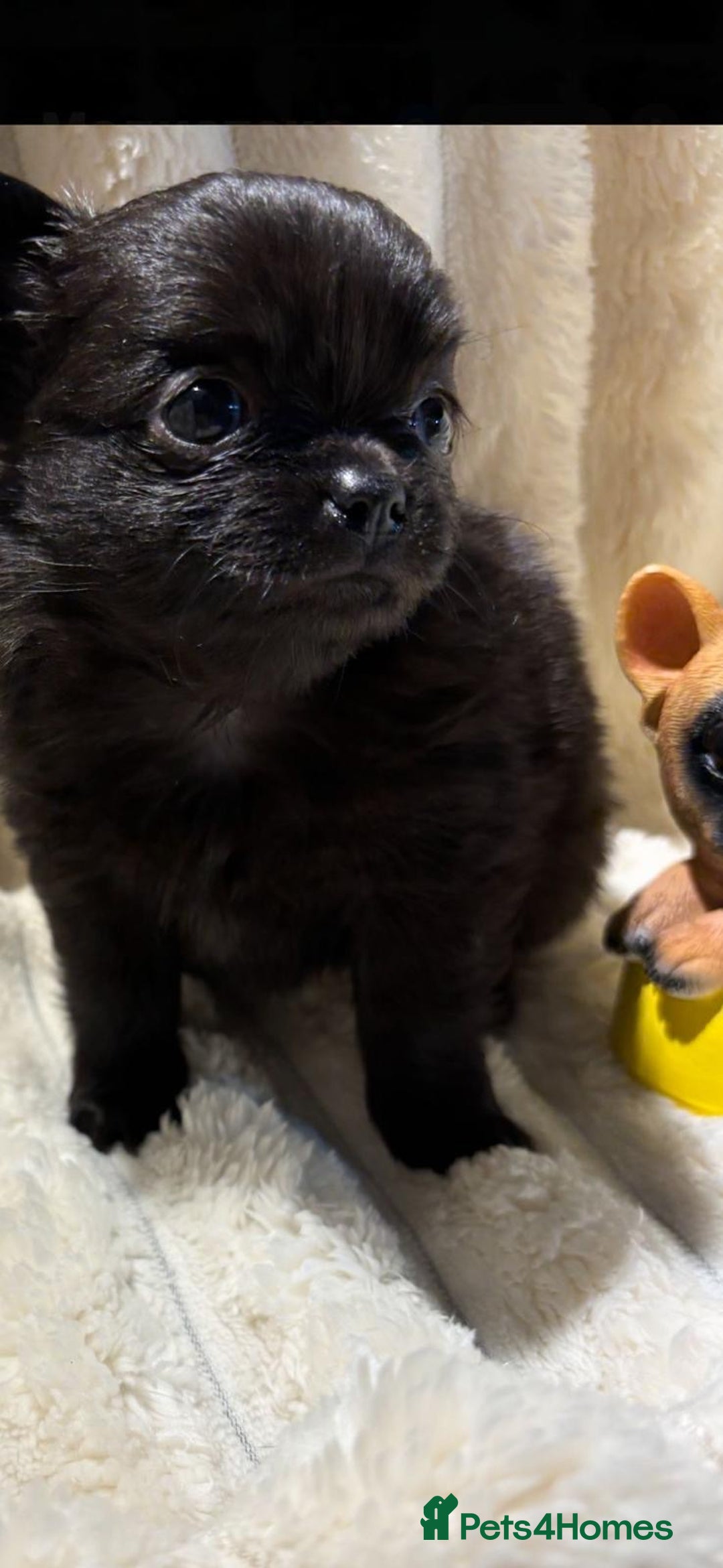 Chihuahua dogs for sale: Pure Breed Chihuahua  - Image 17