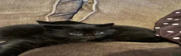 Mixed Breed cats for sale: Male kitten looking for new home  - Advert 2