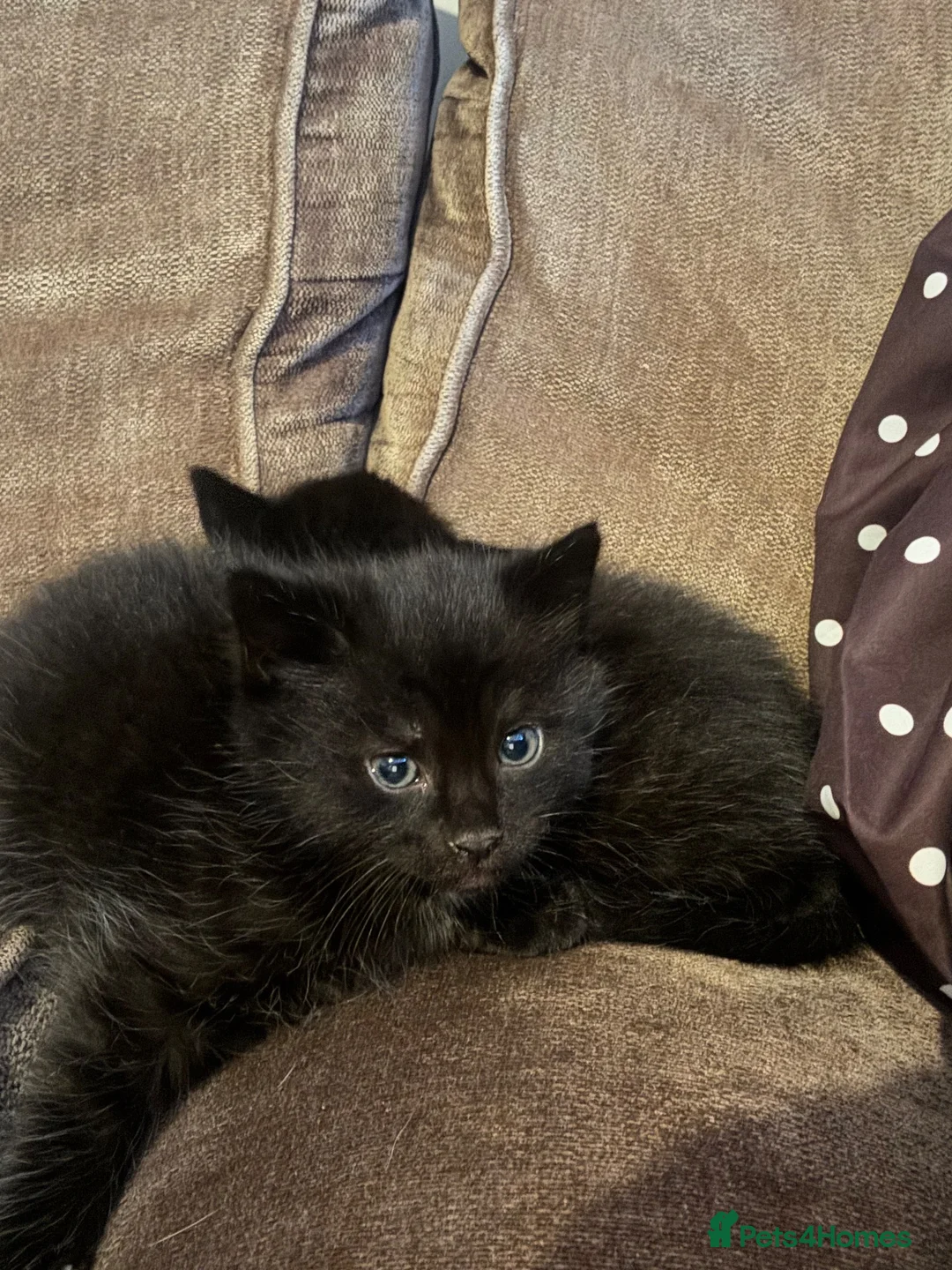 Mixed Breed cats for sale: Male kitten looking for new home  - Advert 2