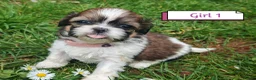 Shih Tzu dogs for sale: 💕 Adorable pure bred Shih Tzu puppies 💖  - Advert 8