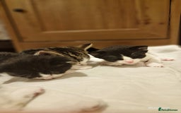 Domestic Shorthair cats for sale: Sweet Kittens *ready now* - Image 21