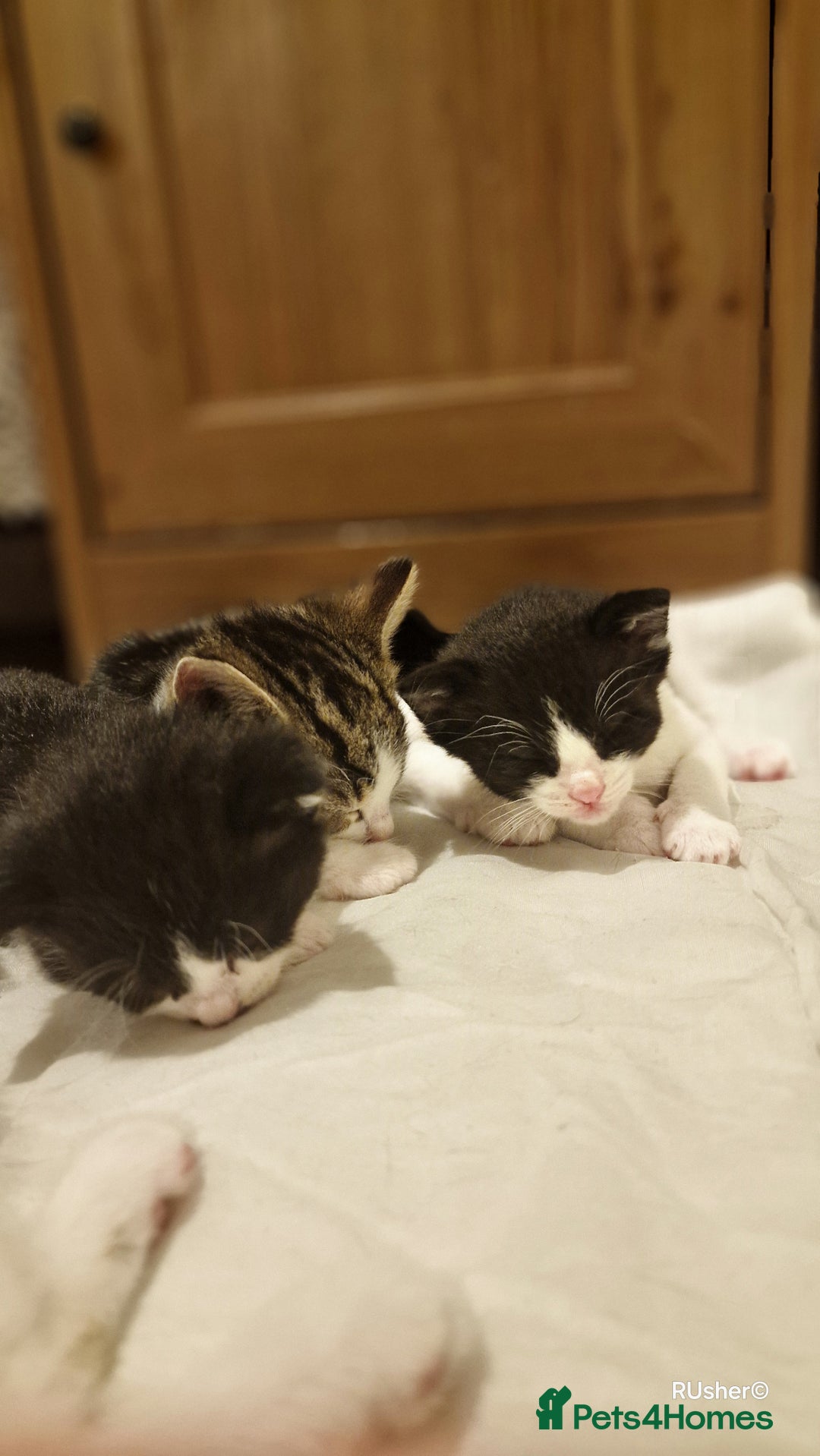 Domestic Shorthair cats for sale: Sweet Kittens *ready now* - Image 21