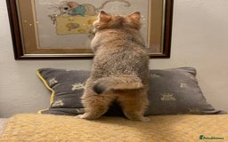 British Shorthair cats for sale: Ready This Weekend Golden Female Kitten  - Advert 8