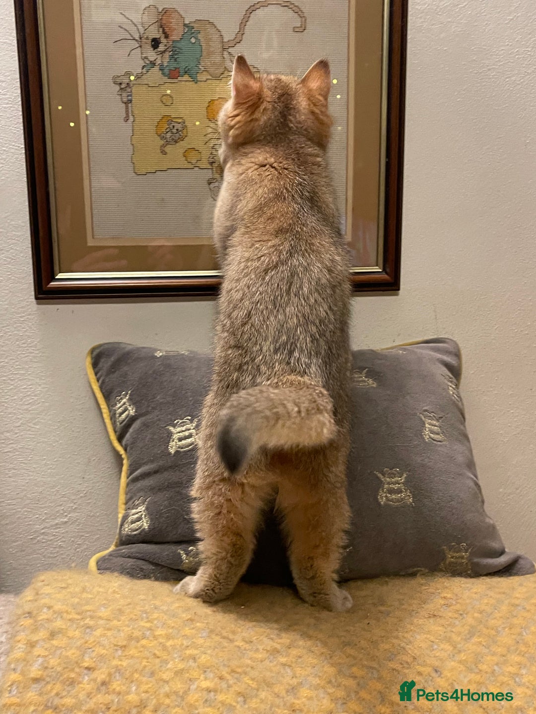 British Shorthair cats for sale: Ready This Weekend Golden Female Kitten  - Advert 8