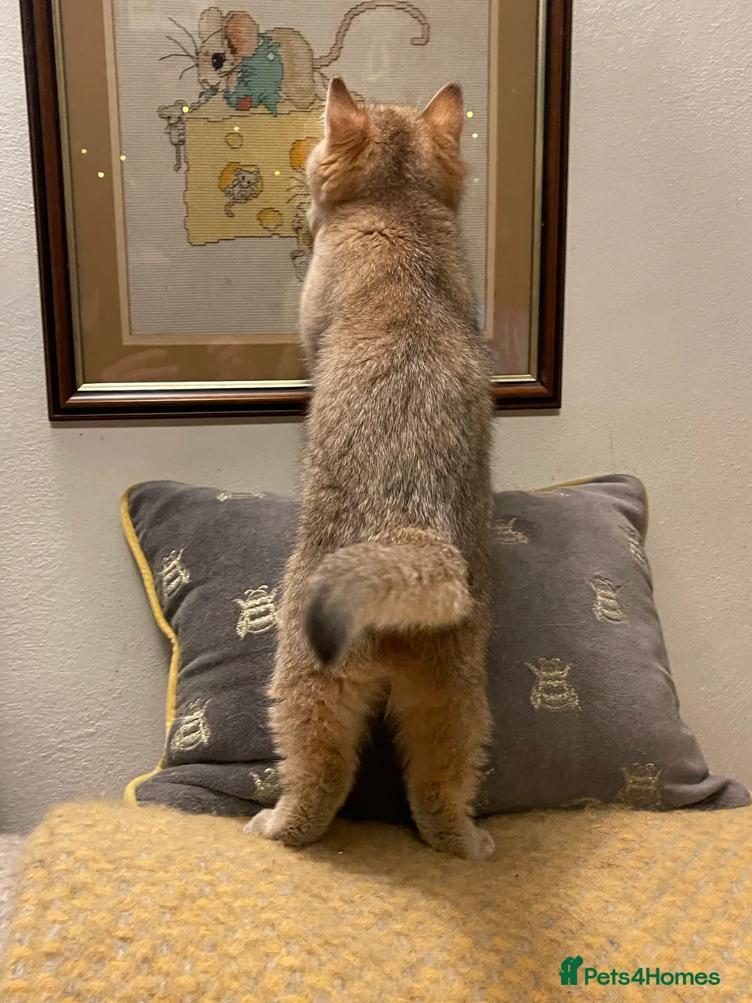 British Shorthair cats for sale: Ready Today Golden Female Kitten  - Advert 9