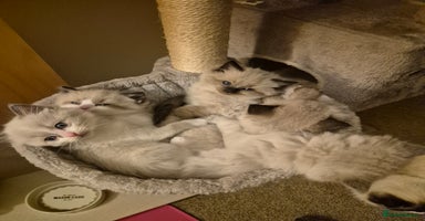 Ragdoll cats - Advert 6