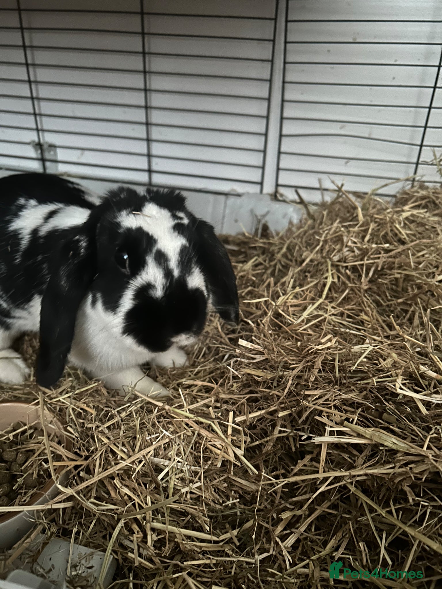 Mini Lop rabbits Female lop rabbit with set up - Advert 1