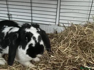 Mini Lop rabbits Female lop rabbit with set up - Advert 2