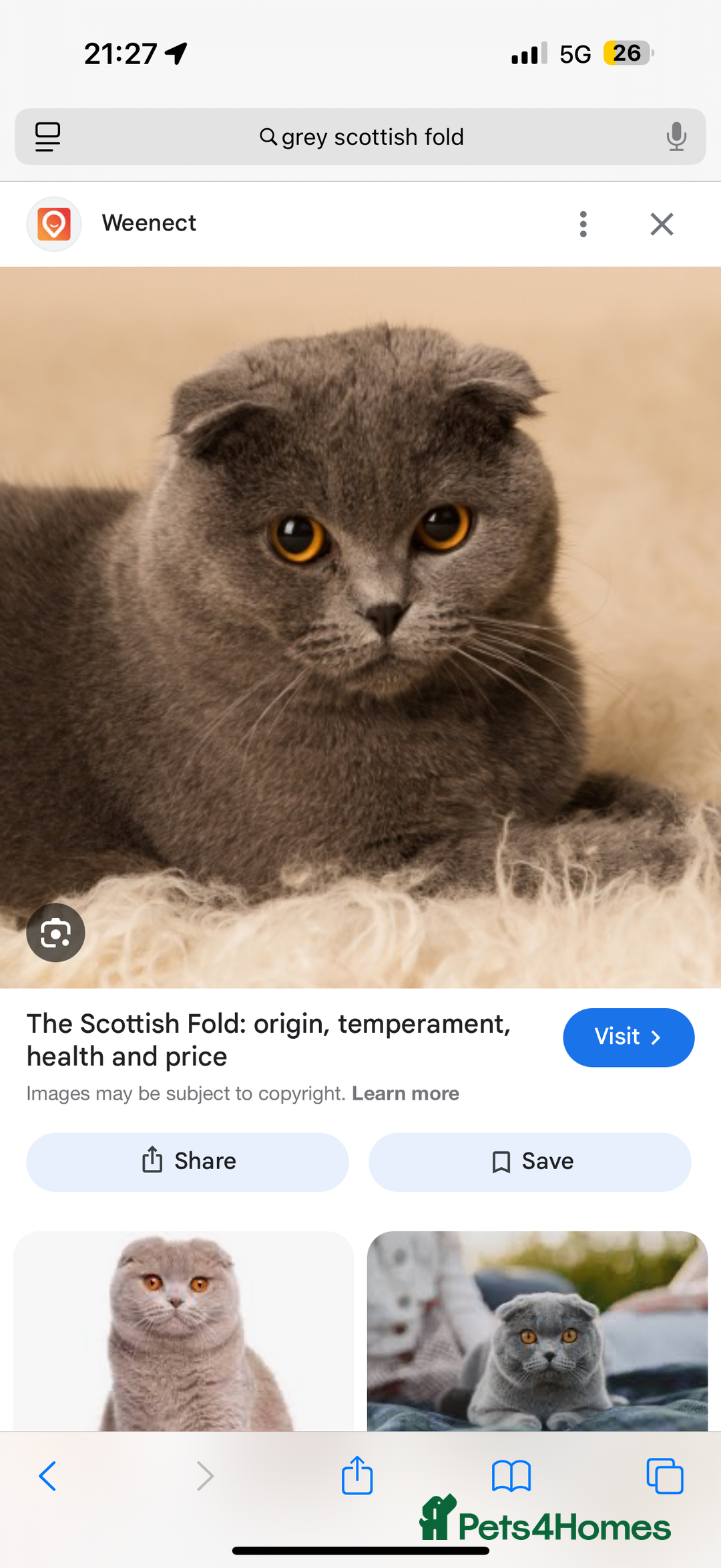 Mixed Breed cats for sale: Grey kittens  - Image 15