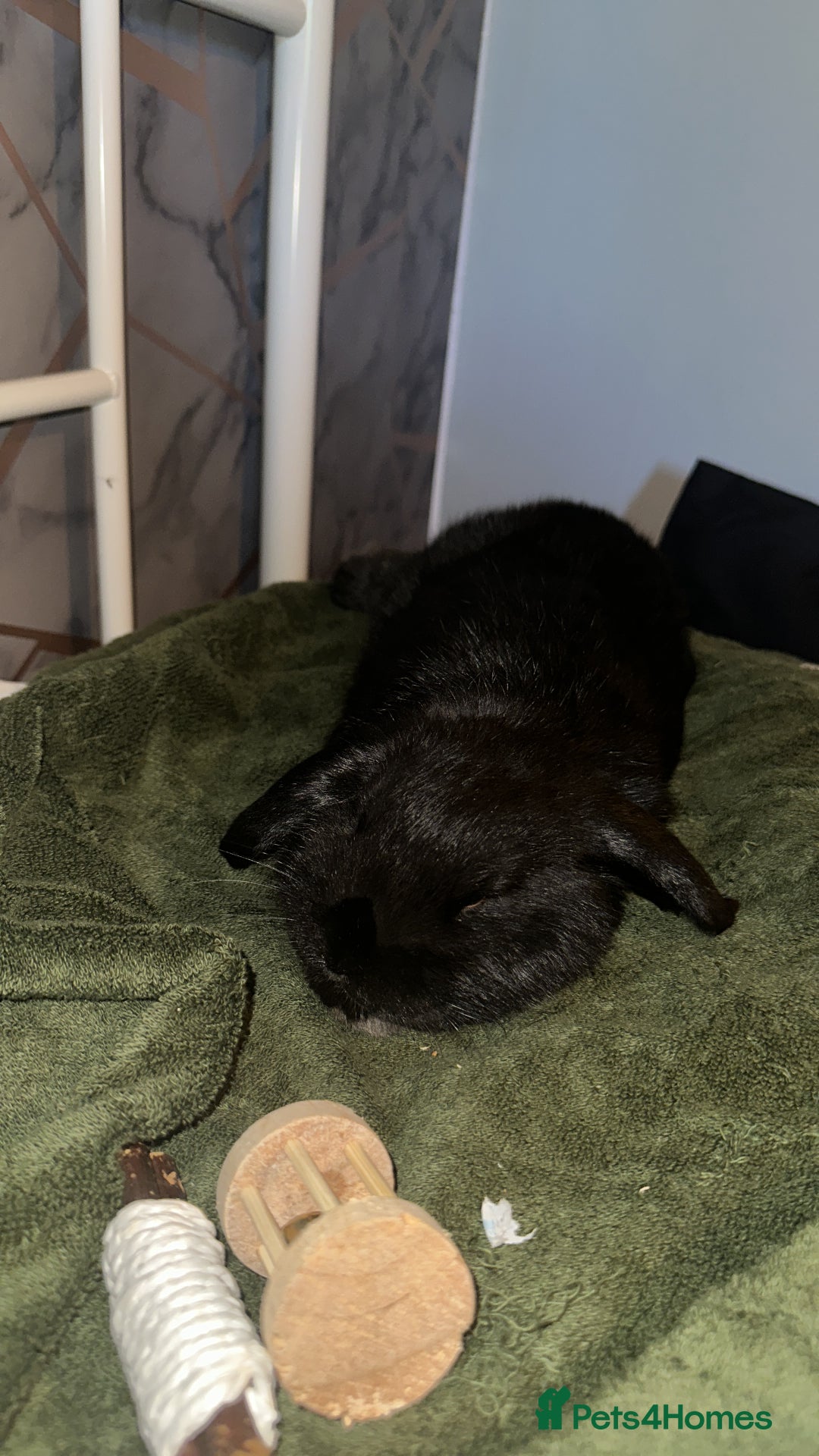 Mini Lop rabbits for sale: Mini lop black - Advert 3