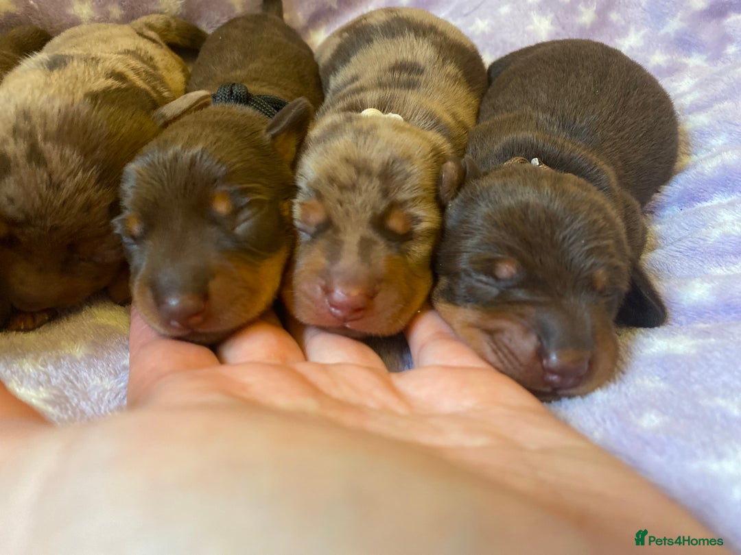 Miniature Dachshund dogs for sale: Sweetest Miniature Dachshund Pups - Image 7