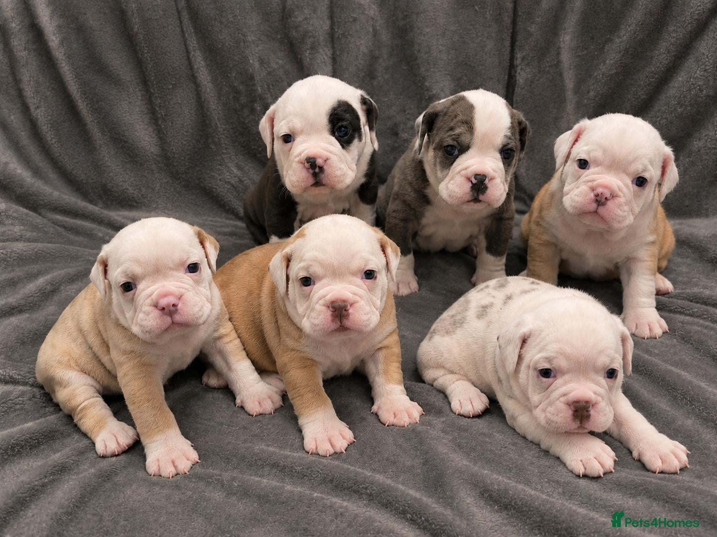 Olde English Bulldogge dogs Old English Bulldog Pups  - Advert 1