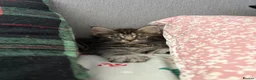 Maine Coon cats for sale: Maine coon cross - Advert 8