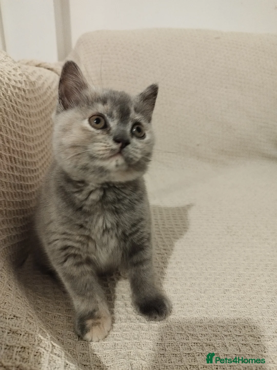 British Shorthair cats for sale: Adorable BSH kittens, GCCF reg. - Advert 3