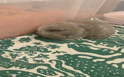 British Shorthair cats for sale: Price reduced Reg gccf Liliac BSH two female  - Image 26