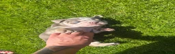 English Bulldog dogs for sale: Bulldogs - Advert 12