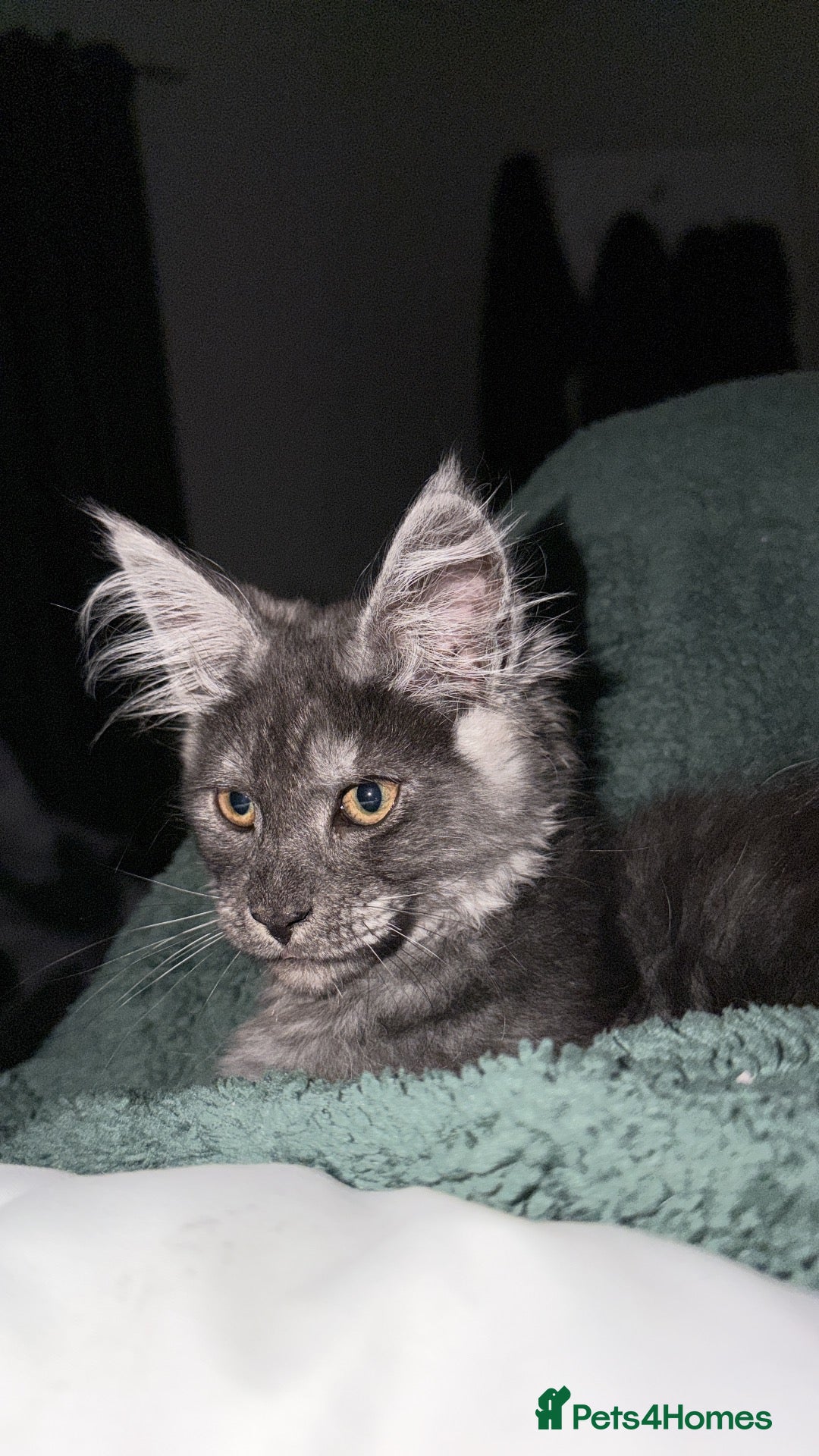 Maine Coon cats Blue smoke TICA reg future queen Maine coon  - Advert 1