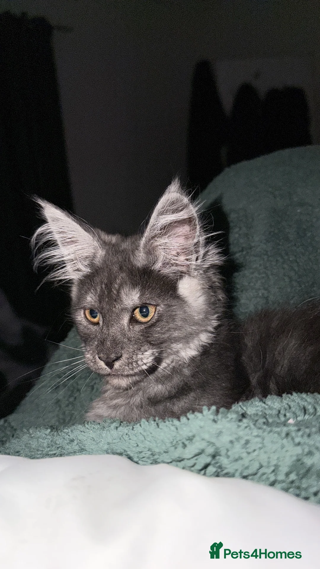 Maine Coon cats for sale: Blue smoke TICA reg future queen Maine coon  - Advert 1