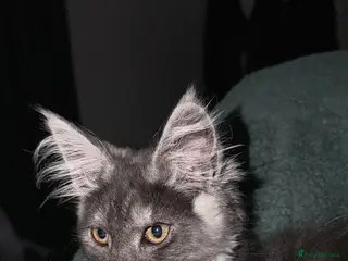 Maine Coon cats Blue smoke TICA reg future queen Maine coon - Advert 1